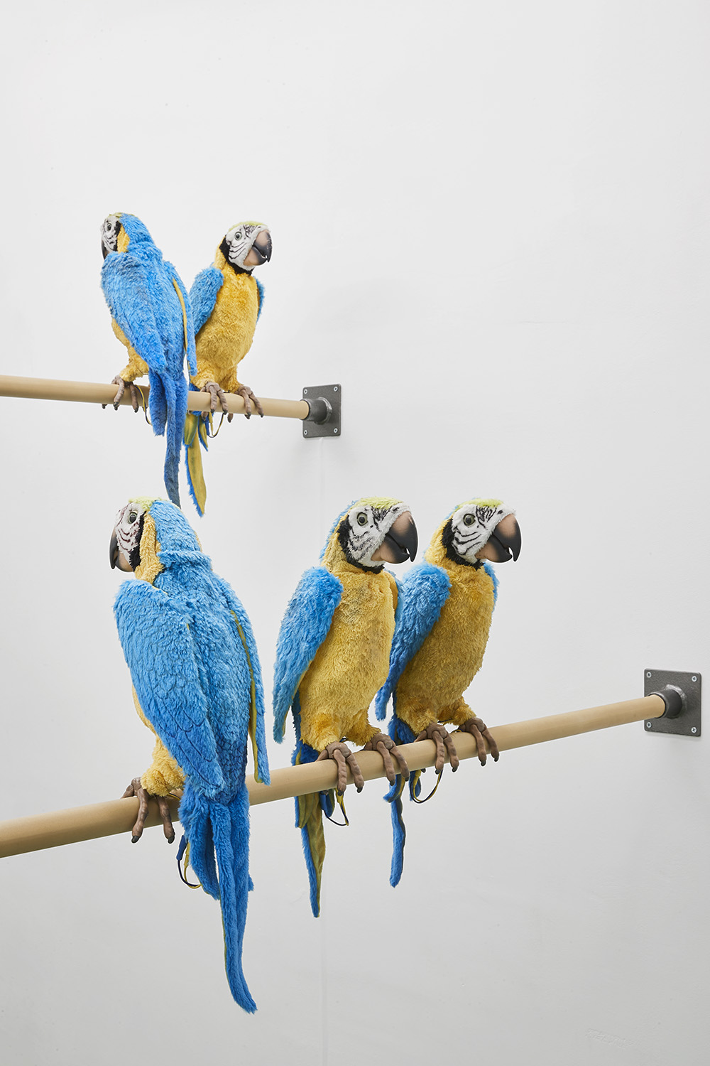 Dirty Parrots
